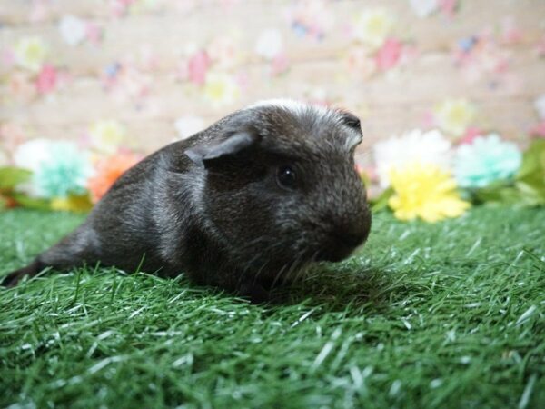 Guinea Pig-GUINEA PIG-Male--21305-Petland Racine, Wisconsin