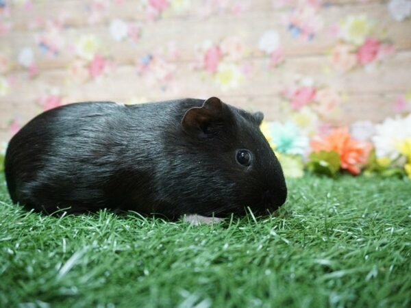 Guinea Pig GUINEA PIG Female 21309 Petland Racine, Wisconsin