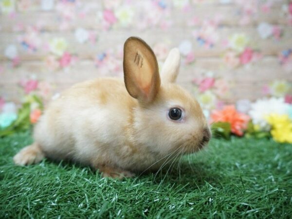 Mini Satin-RABBIT-Male--21350-Petland Racine, Wisconsin