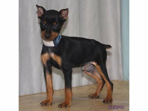 Miniature Pinscher DOG Male Black / Rust 21385 Petland Racine, Wisconsin