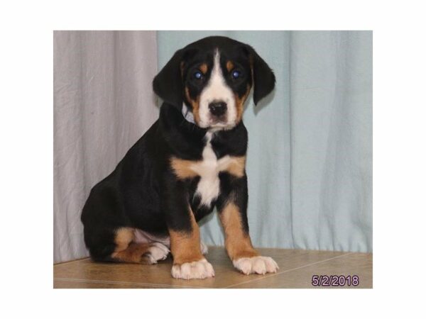 Greater Swiss Mountain Dog DOG Male Black Rust / White 21392 Petland Racine, Wisconsin