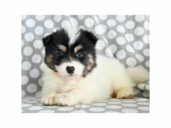 Pomsky 2nd Gen DOG Male Black 21393 Petland Racine, Wisconsin