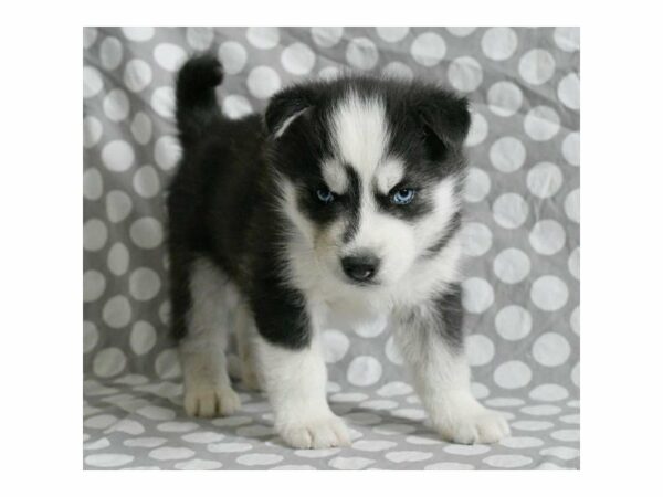 Siberian Husky DOG Male Black / White 21391 Petland Racine, Wisconsin