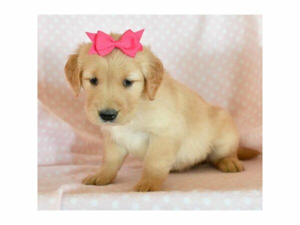 Golden Retriever DOG Female Golden 21388 Petland Racine, Wisconsin