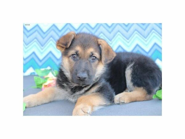 German Shepherd DOG Male blk-tn 21390 Petland Racine, Wisconsin