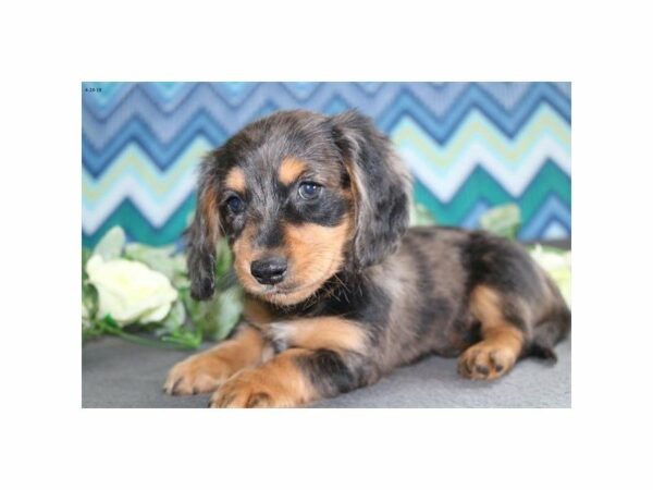 Dachshund-DOG-Female-bl mrl-21384-Petland Racine, Wisconsin