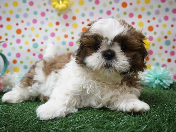 Shih Tzu DOG Male Red / White 21383 Petland Racine, Wisconsin