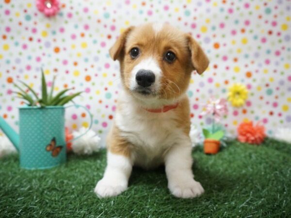 Pembroke Welsh Corgi DOG Female Red / White 21387 Petland Racine, Wisconsin