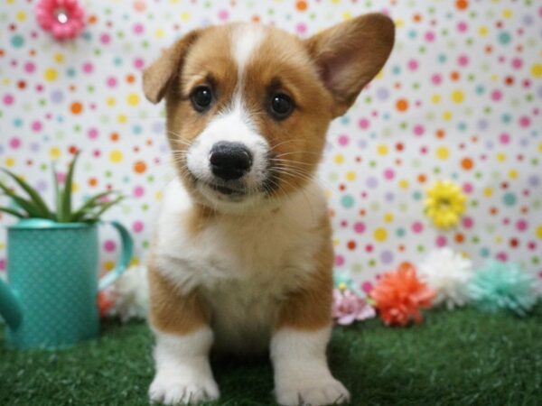 Pembroke Welsh Corgi DOG Male Red / White 21386 Petland Racine, Wisconsin