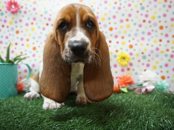 Basset Hound DOG Female Red / White 21389 Petland Racine, Wisconsin