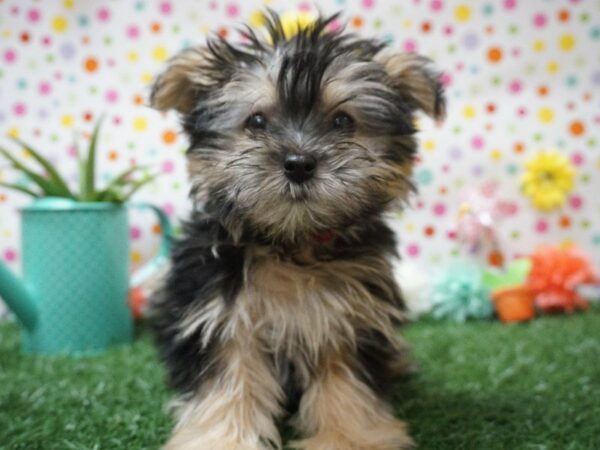 Silktese-DOG-Female-Black / Gold-21395-Petland Racine, Wisconsin