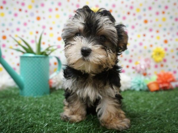 Yochon-DOG-Female-Black / Tan-21394-Petland Racine, Wisconsin