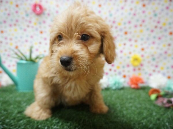 Mini Golden Whoodle DOG Female APCT/RED 21410 Petland Racine, Wisconsin