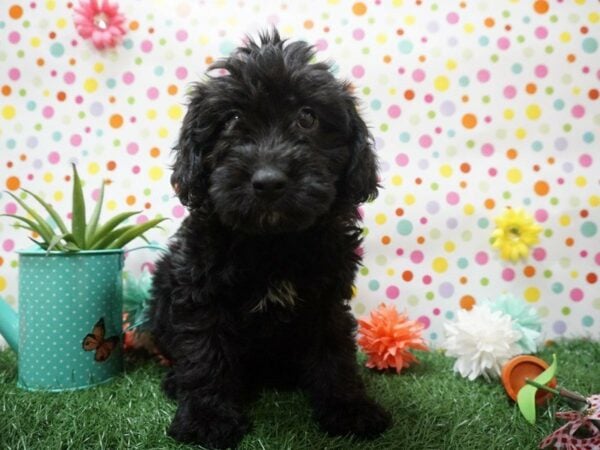 Mini Golden Whoodle DOG Female BLK 21409 Petland Racine, Wisconsin