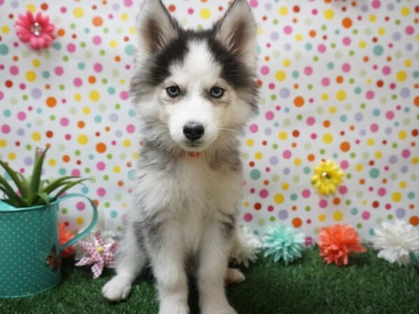 Siberian Husky DOG Female BLK/WH 21404 Petland Racine, Wisconsin