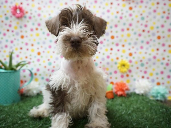 Miniature Schnauzer DOG Male LIV/PRTI 21408 Petland Racine, Wisconsin