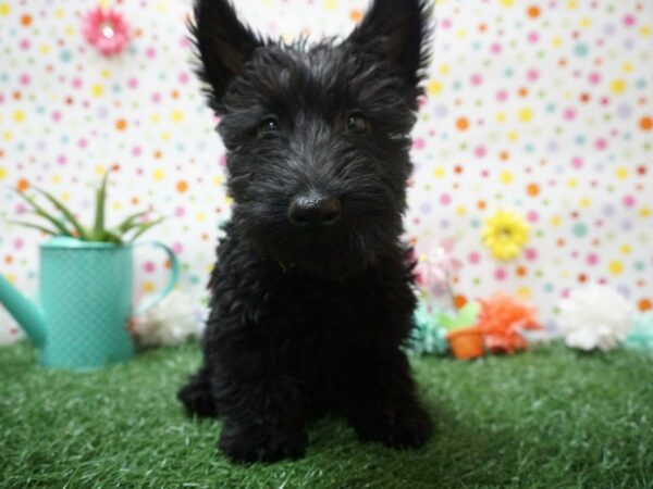 Scottish Terrier DOG Female BLK 21403 Petland Racine, Wisconsin