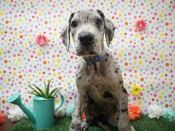 Great Dane DOG Female BLUE MERLE 21407 Petland Racine, Wisconsin