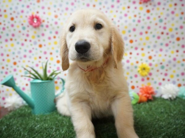 Golden Retriever DOG Female LT GOLDEN 21406 Petland Racine, Wisconsin