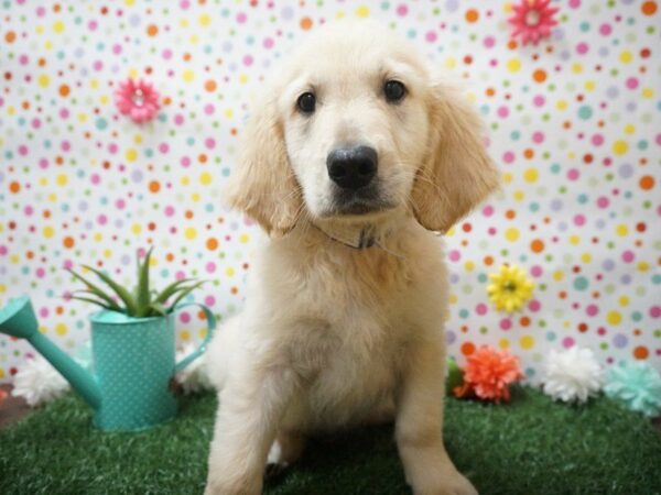 Golden Retriever DOG Male LT GOLDEN 21405 Petland Racine, Wisconsin