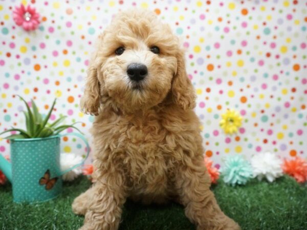 Poodle DOG Female BUFF 21399 Petland Racine, Wisconsin