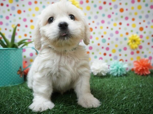 Cockapoo DOG Female BUFF/WHITE 21400 Petland Racine, Wisconsin