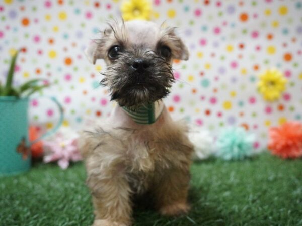 Schnoodle DOG Male SABLE 21396 Petland Racine, Wisconsin