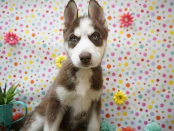 Siberian Husky-DOG-Male-RED/WHITE-21397-Petland Racine, Wisconsin