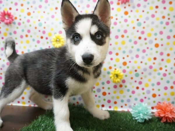 Siberian Husky DOG Female BLK/WH 21398 Petland Racine, Wisconsin