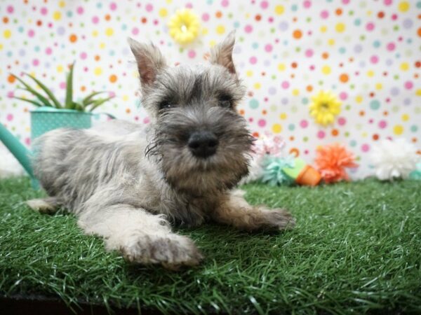 Miniature Schnauzer DOG Male SLT & PPR 21401 Petland Racine, Wisconsin