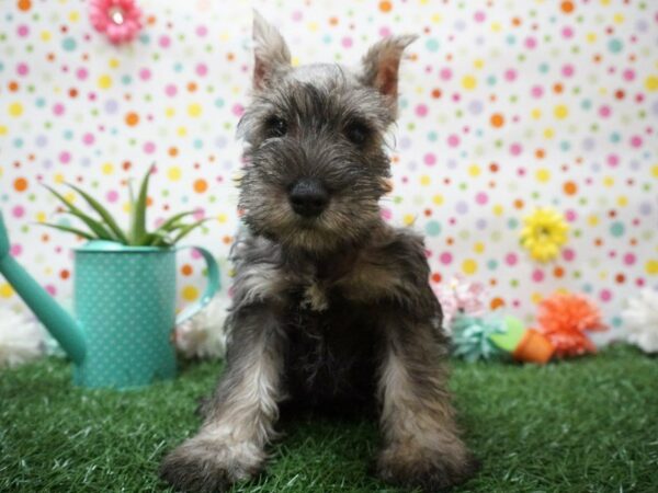 Miniature Schnauzer DOG Male SLT & PPR 21402 Petland Racine, Wisconsin