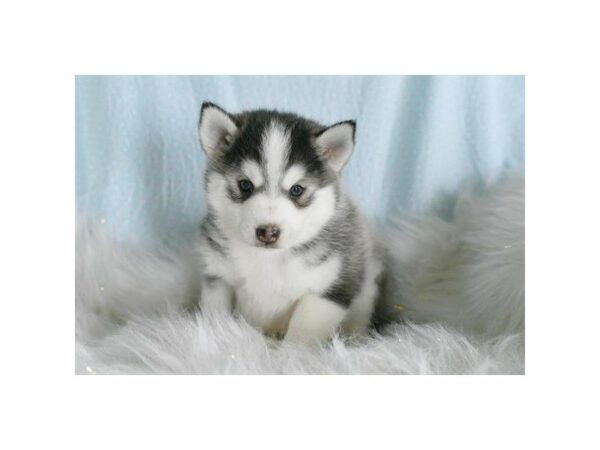 Pomsky DOG Male Gray / White 21433 Petland Racine, Wisconsin