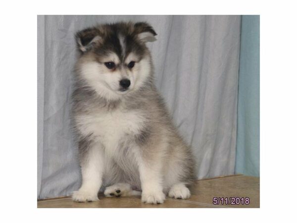 American Eskimo/Pomsky-DOG-Male-Brown Black / White-21437-Petland Racine, Wisconsin