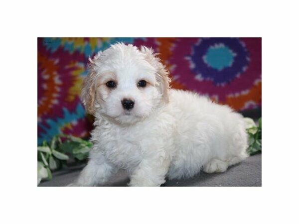 Cavalier King Charles Spaniel/Bichon Frise-DOG-Female-cr & wh-21435-Petland Racine, Wisconsin