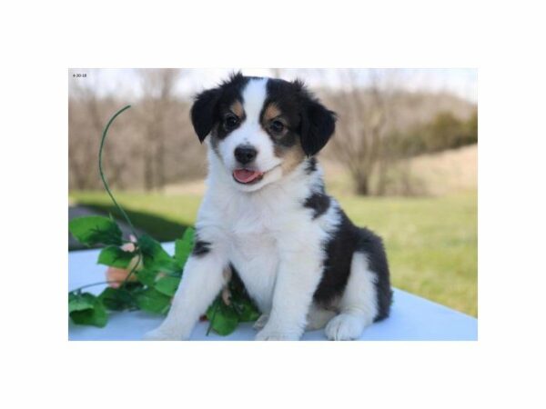 Toy Australian Shepherd-DOG-Female-blk tn & wh-21427-Petland Racine, Wisconsin