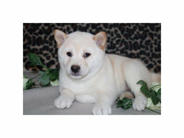 Shiba Inu DOG Female cr 21424 Petland Racine, Wisconsin