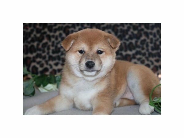 Shiba Inu DOG Female rd 21426 Petland Racine, Wisconsin