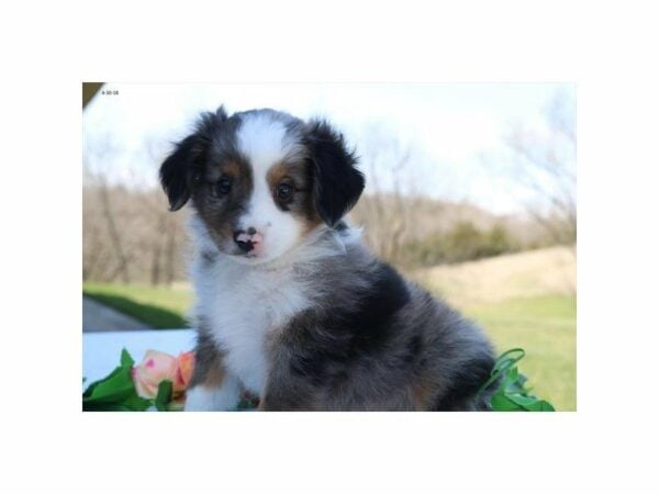 Miniature Australian Shepherd DOG Male bl mrl 21421 Petland Racine, Wisconsin