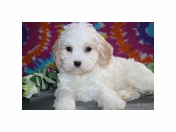 Cavalier King Charles Spaniel/Bichon Frise-DOG-Male-wh & cr-21434-Petland Racine, Wisconsin