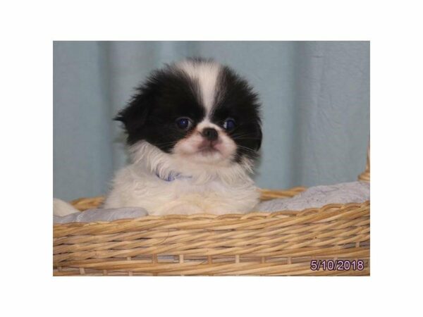 Japanese Chin DOG Female Black / White 21429 Petland Racine, Wisconsin