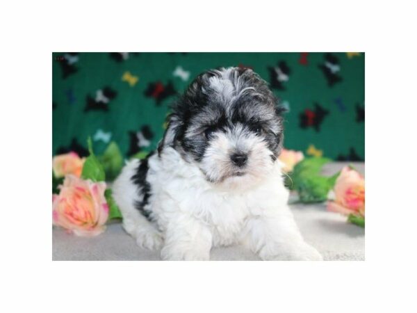 Havanese DOG Female blk & wh 21422 Petland Racine, Wisconsin