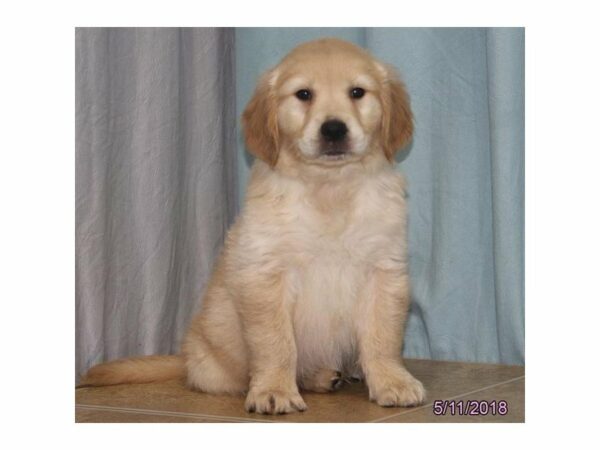 Golden Retriever DOG Male Cream 21423 Petland Racine, Wisconsin