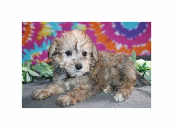 Schnoodle DOG Male sbl 21432 Petland Racine, Wisconsin