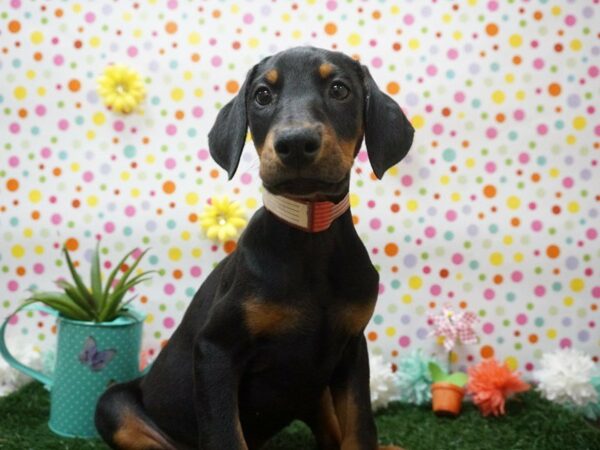 Doberman Pinscher-DOG-Female-BLK/RUST-21443-Petland Racine, Wisconsin