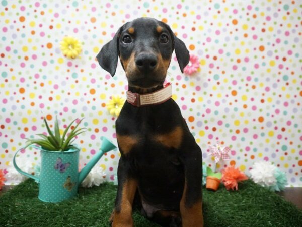 Doberman Pinscher DOG Male BLK/RUST 21442 Petland Racine, Wisconsin