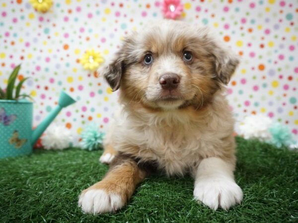 Miniature Australian Shepherd DOG Male MERLE 21440 Petland Racine, Wisconsin