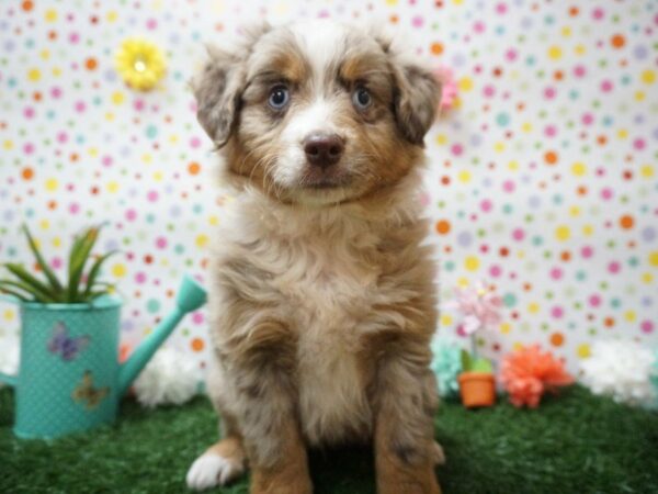 Miniature Australian Shepherd DOG Male MERLE 21441 Petland Racine, Wisconsin