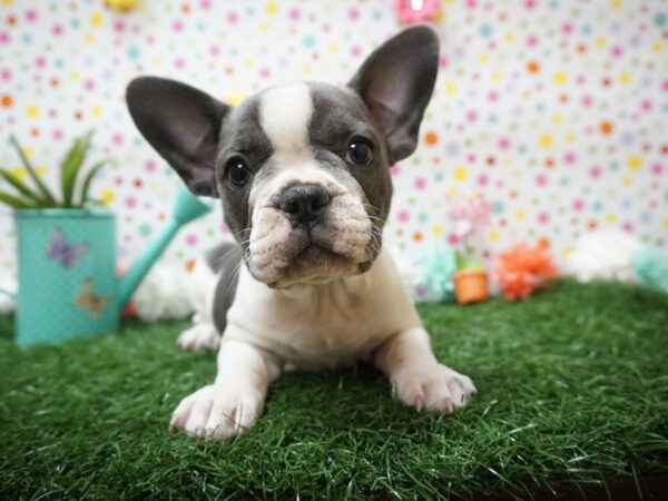 French Bulldog DOG Female BLUE PIEBALD 21439 Petland Racine, Wisconsin