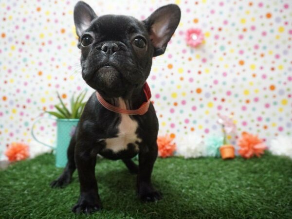 French Bulldog DOG Female Black Brindle 21420 Petland Racine, Wisconsin