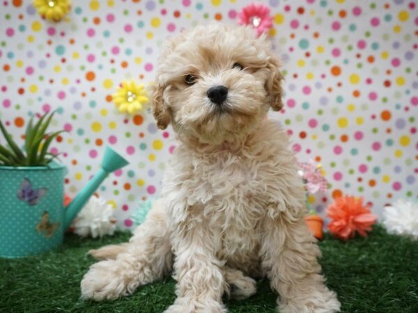 Cavapoo DOG Female Tan 21430 Petland Racine, Wisconsin